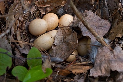 Grouse Nest